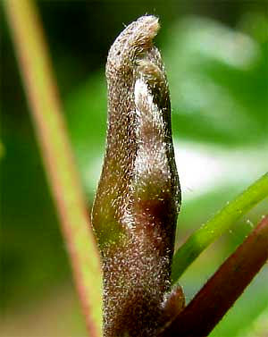 naked buds of Poison Oak, TOXICODENDRON DIVERSILOBUM