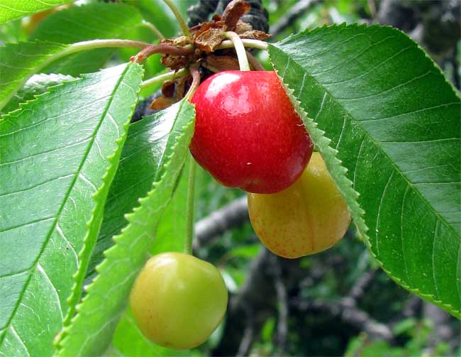 cherry tree branch. a cherry tree branch,