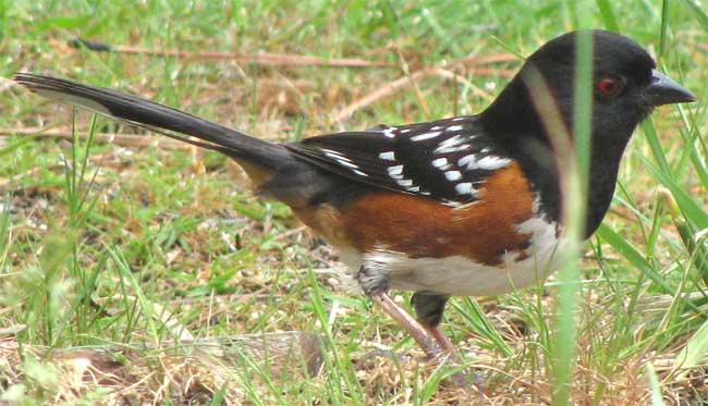 Spotted Towhee, PIPILO MACULATUS