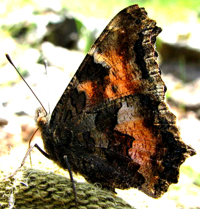 Milbert's Tortoiseshell, AGLAIS MILBERTI