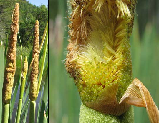 flowers of Common Cattail, TYPHA LATIFOLIA