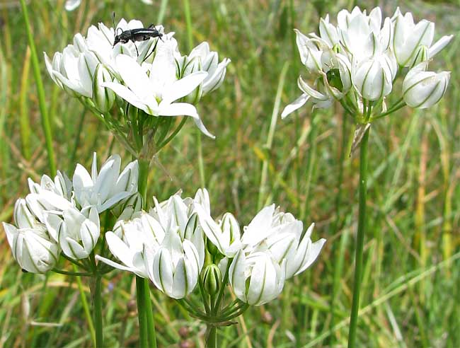 White Brodiaea, Hyacinth Brodiaea, Wild Hyacinth, Fool's Onion, TRITELEIA HYACINTHINA