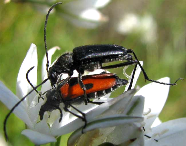 Dimorphic Flower Longhorn, ANASTRANGALIA LAETIFICA