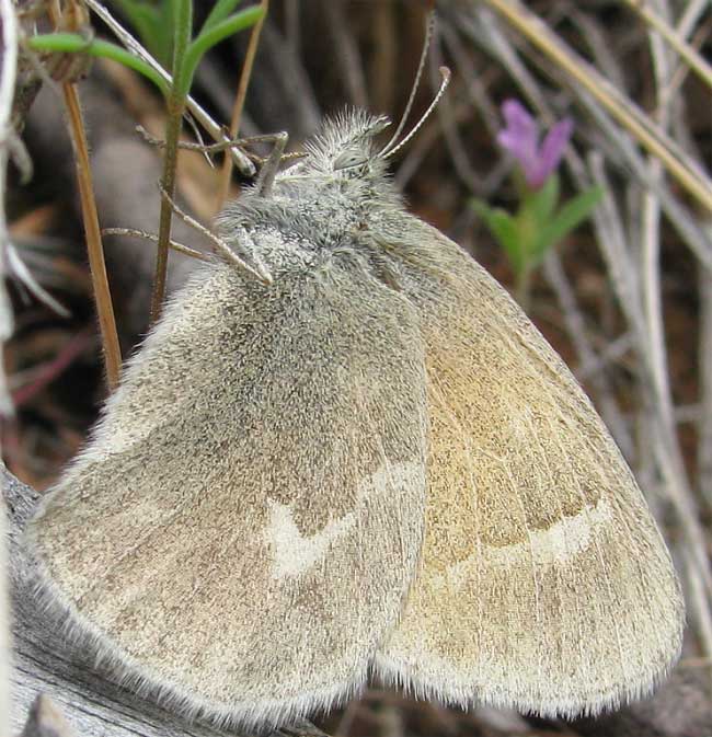 Northwest Ringlet, COENONYMPHA AMPELOS