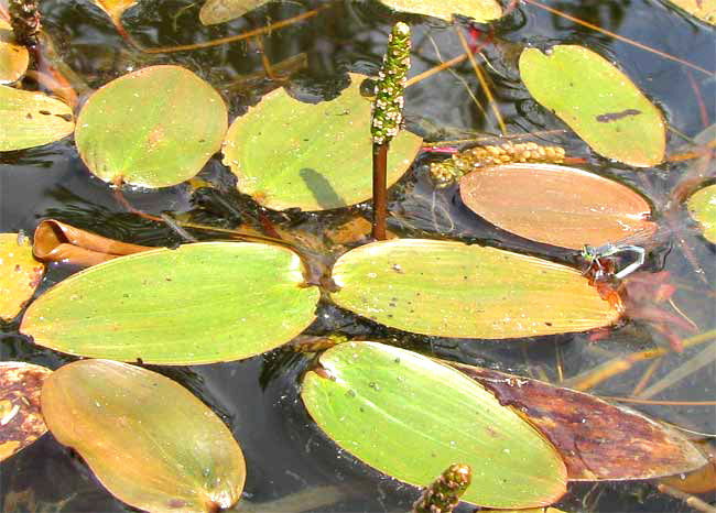 Floating Pondweed, POTAMOGETON NATANS