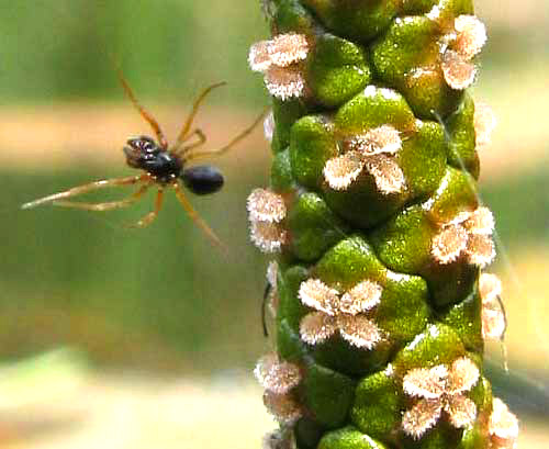 flowering spike of Floating Pondweed, POTAMOGETON NATANS