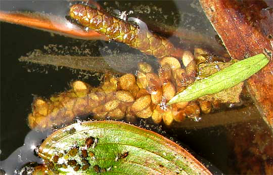 mature fruits of Floating Pondweed, POTAMOGETON NATANS