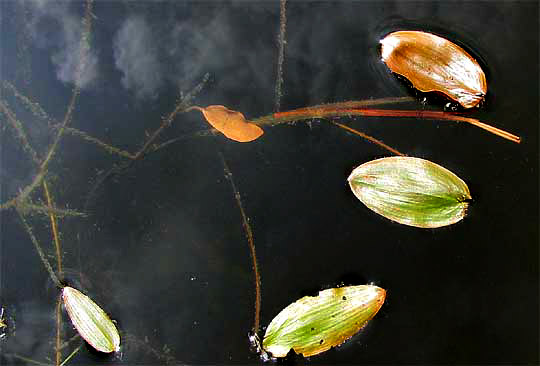 petiole attachment of Floating Pondweed, POTAMOGETON NATANS