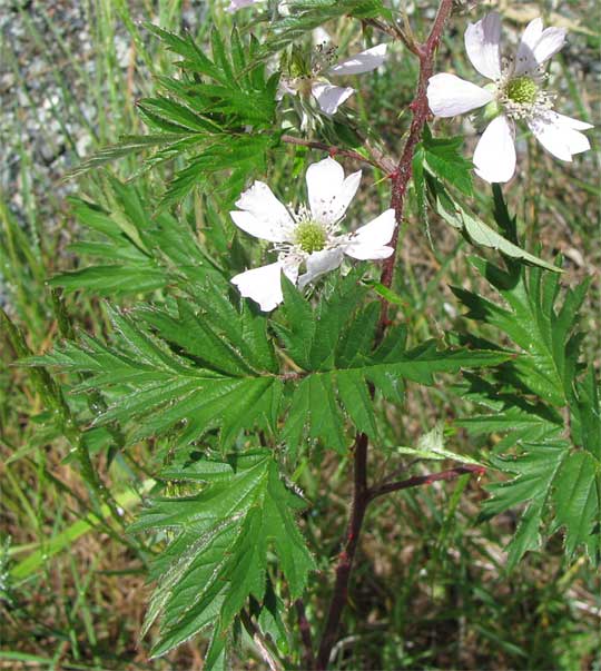 Cut-leaved Blackberry, RUBUS LACINIATUS