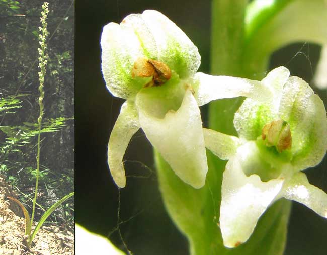 Western or Creamy Lady's Tresses, SPIRANTHES PORRIFOLIA