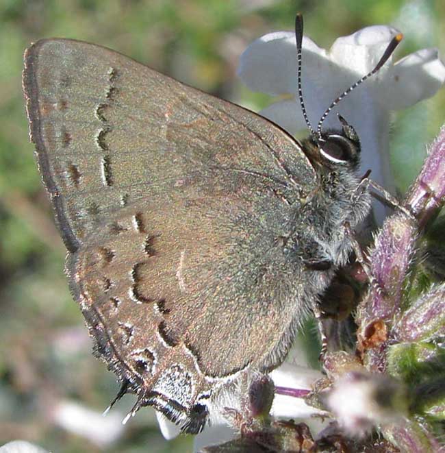 Hedgerow Hairstreak, SATYRIUM SAEPIUM
