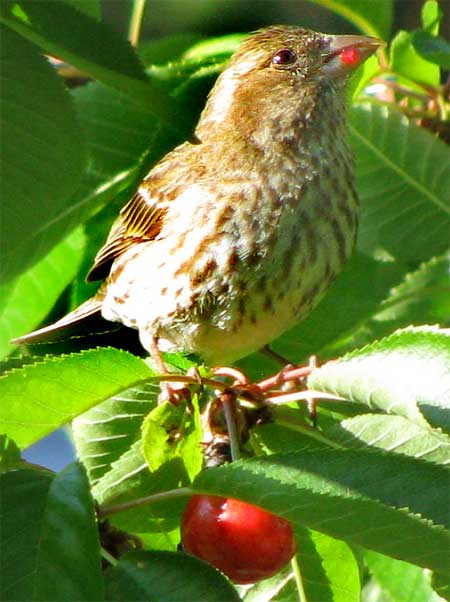 House Finch, CARPODACUS MEXICANUS, female