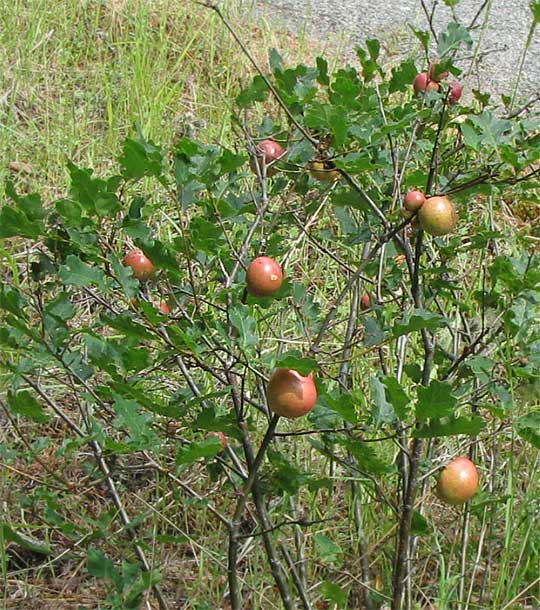 Oak Apple Galls on Brewer's Oaks, Quercus garryana var. breweri