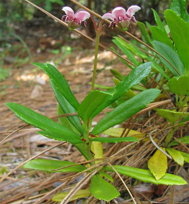 Little Prince's Pine or Pipsissiwa,  CHIMAPHILA MENZIESII