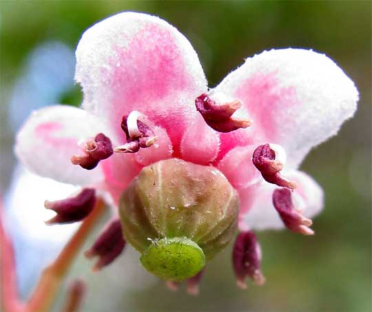 Little Prince's Pine or Pipsissiwa,  CHIMAPHILA MENZIESII, flower