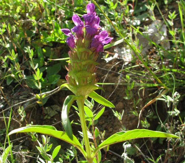 Heal-all or Self-heal, PRUNELLA VULGARIS