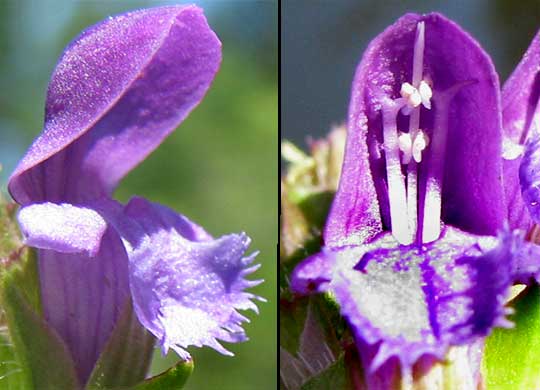 Heal-all or Self-heal, PRUNELLA VULGARIS, flowers