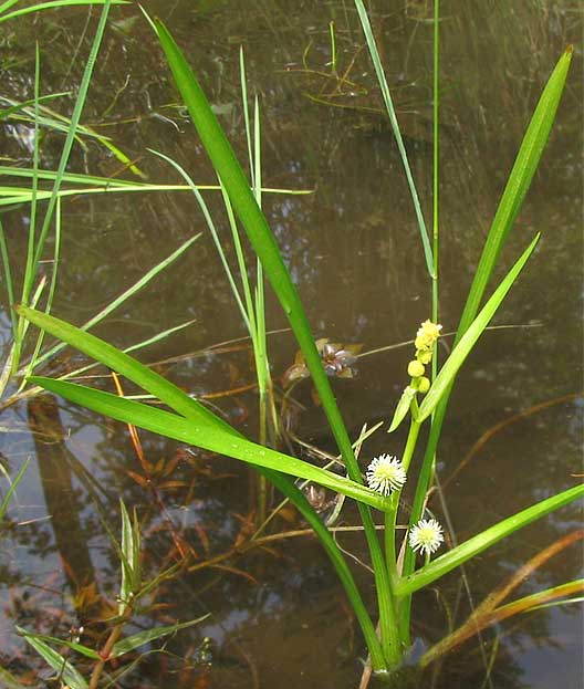 European bur-reed,SPARGANIUM EMERSUM