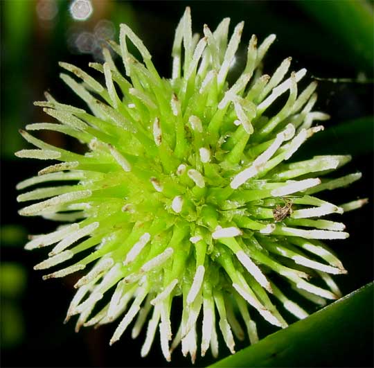 European bur-reed,SPARGANIUM EMERSUM, female flower head