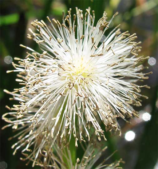 European bur-reed,SPARGANIUM EMERSUM, male flower head