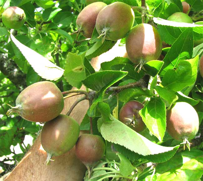 immature apples needing thinning