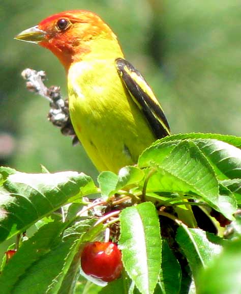 Western Tanager, PIRANGA LUDOVICIANA