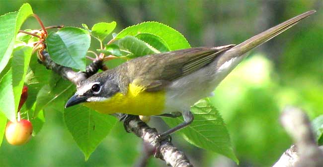 Yellow-breasted Chat, ICTERIA VIRENS