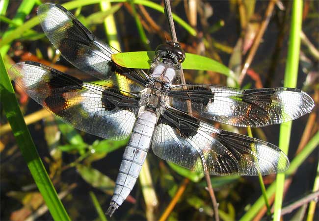 Eight-spotted Skimmer, LIBELLULA FORENSIS