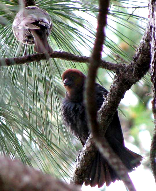 Brown-headed Cowbirds, courtship, Molothrus ater