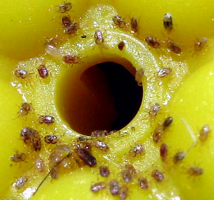 flower mites from hummingbird beaks