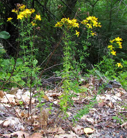 St. John's Wort, HYPERICUM PERFORATUM