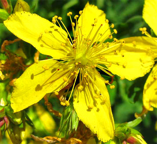 flower of St. John's Wort, HYPERICUM PERFORATUM