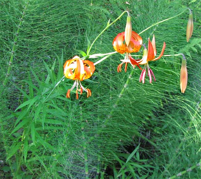 Panther or Leopard Lily, LILIUM PARDALINUM