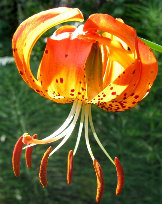Panther or Leopard Lily, LILIUM PARDALINUM, flower