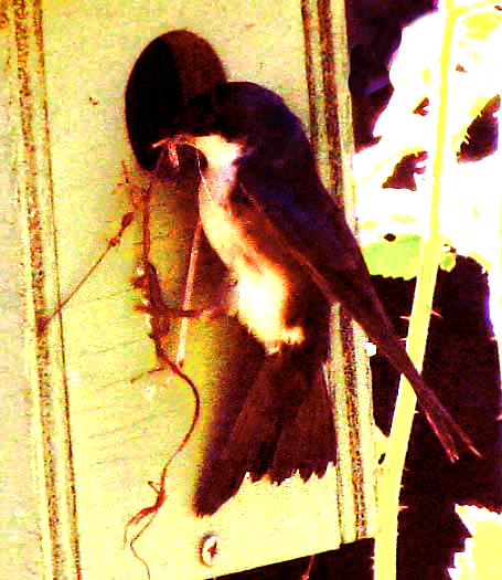 female Tree Swallow, TACHYCINETA BICOLOR