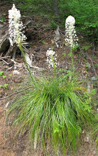 Bear Grass, XEROPHYLLUM TENAX