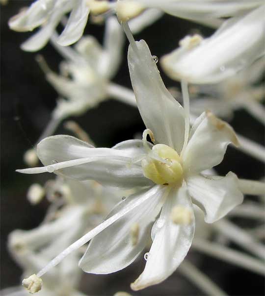 Bear Grass, XEROPHYLLUM TENAX, flower