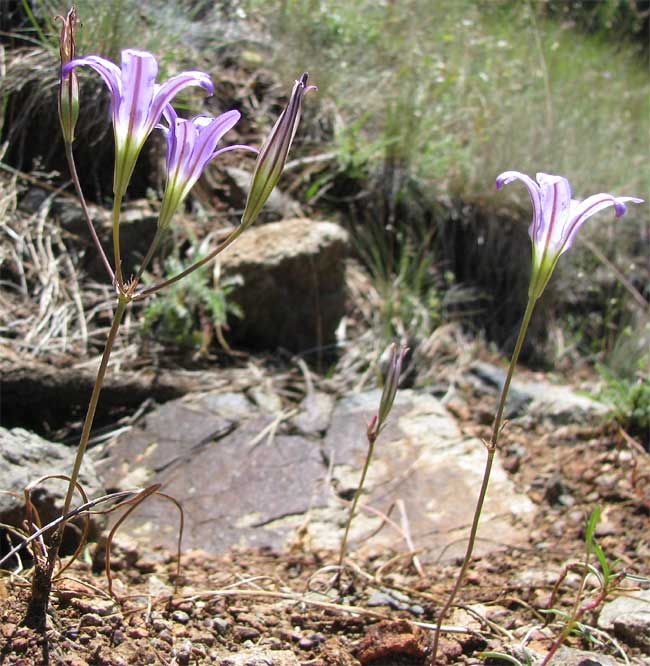 Elegant Brodiaea, BRODIAEA ELEGANS