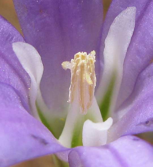 Elegant Brodiaea, BRODIAEA ELEGANS, flower