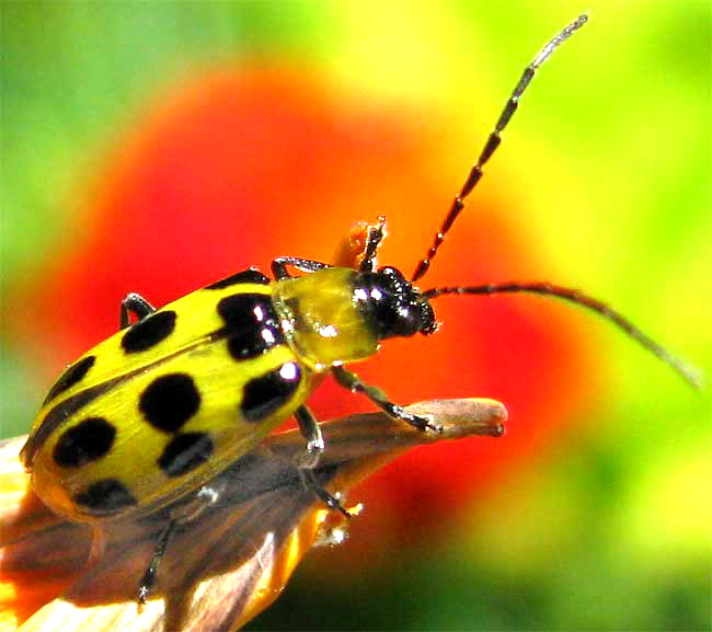 Spotted Cucumber Beetle, DIABROTICA UNDECIMPUNCTATA