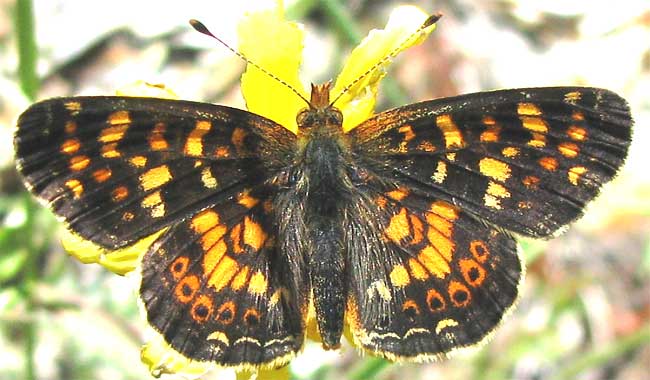 Field Crescent, PHYCIODES CAMPESTRIS