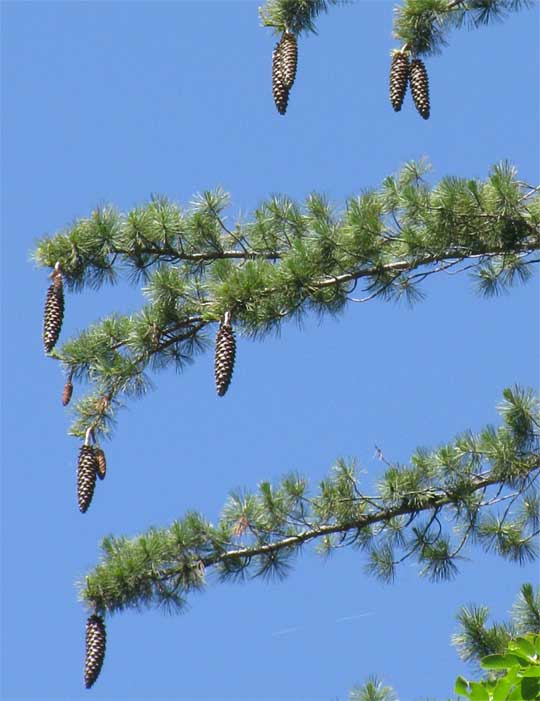 young cones on Sugar Pine, Pinus lambertiana