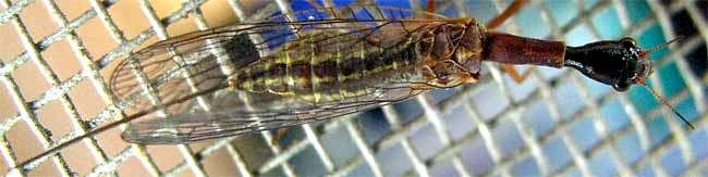 Snakefly, genus AGULLA