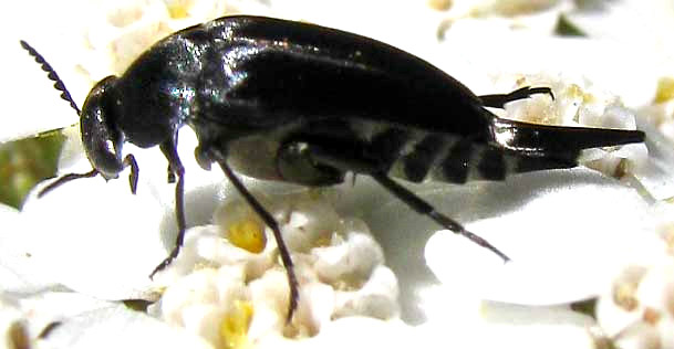 Tumbling Flower Beetle, genus MORDELLA