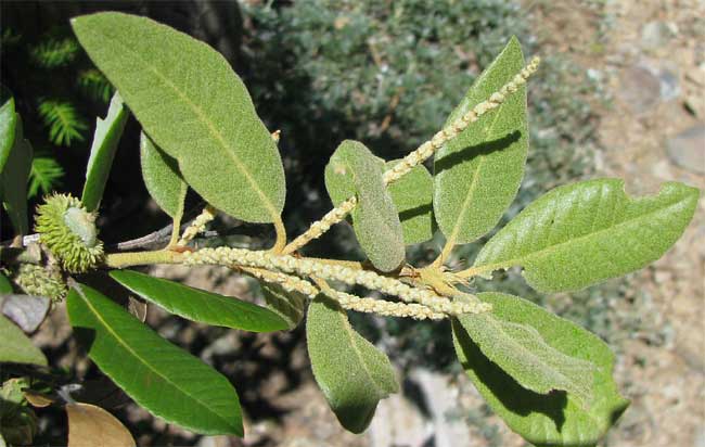 Tanoak, LITHOCARPUS DENSIFLORA