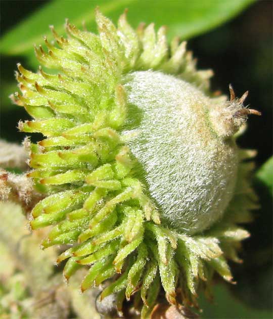acorn of Tanoak, LITHOCARPUS DENSIFLORUS