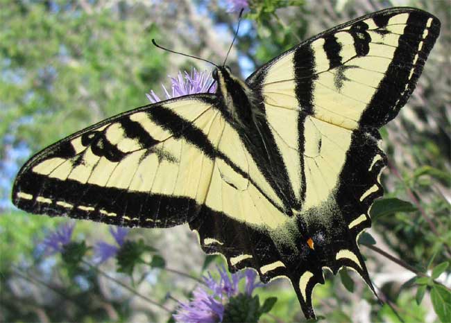 Western Tiger Swallowtail, PAPILIO RUTULUS