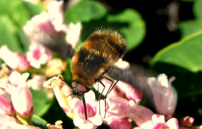 Bee Fly, cf. BOMBYLIUS