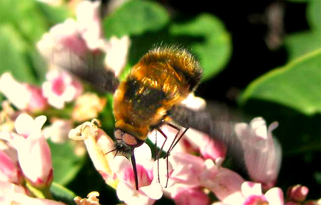 Bee Fly, cf. BOMBYLIUS