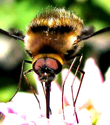 Bee Fly, cf. BOMBYLIUS